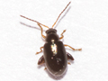 Longitarsus parvulus